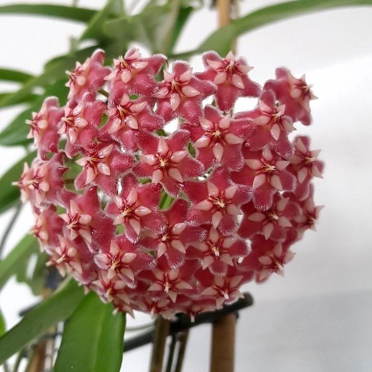 Disponibil pachet hoya,100lei.