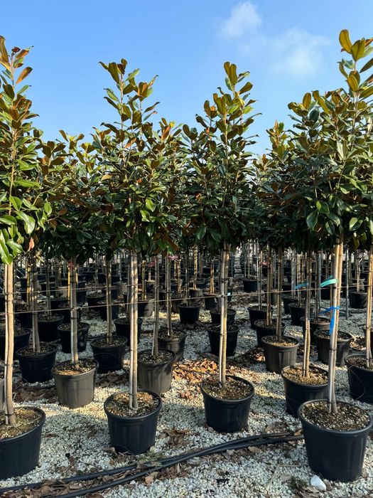 Plante ornamentale,  palmieri, bonsai, bambus, magnolia  grandiflora