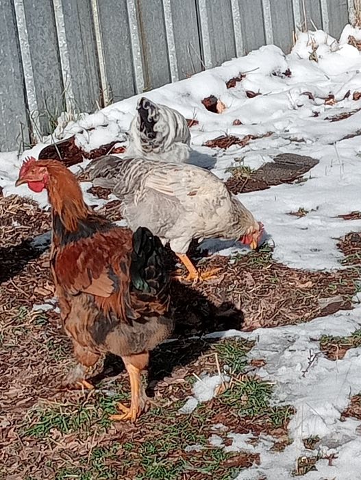 Породистые куры петухи