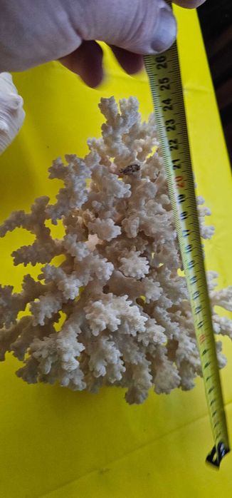 decoratiune acvariu terariu coral scoici decorative