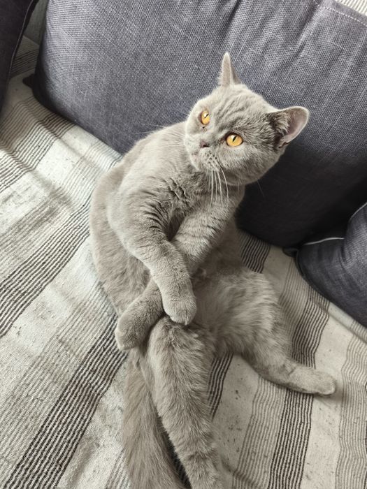 Британкска котка