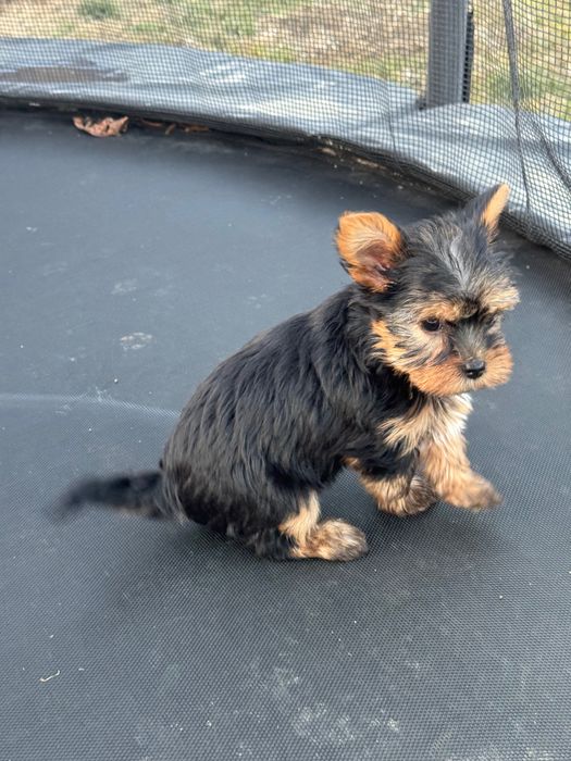 Yorkshire Terrier mini Toy
