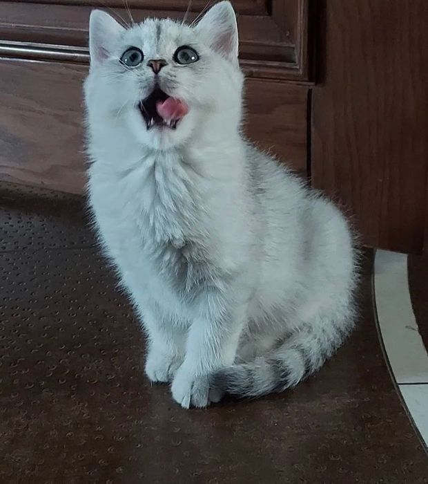 Котята британские