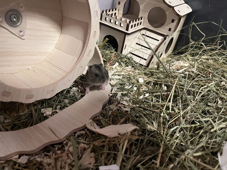 Hamster pitic de vanzare!