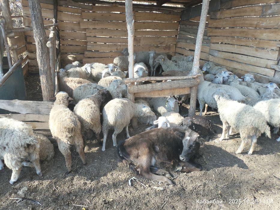 Токты 59 бас. Еркек ургашы аралас.