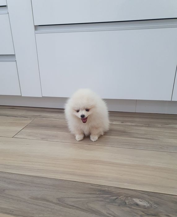 померан померан померан