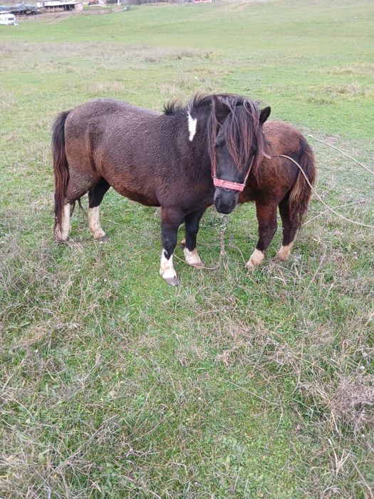 Ponei iapă și manză