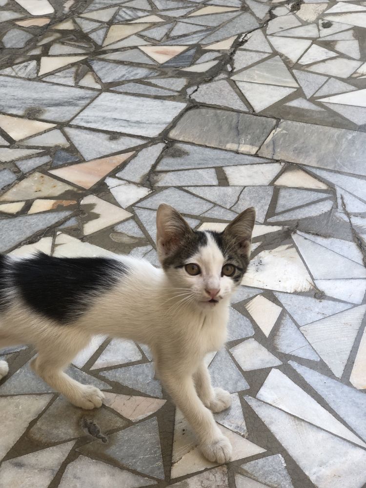 Кошка Mushuk uy mushugi holati zor