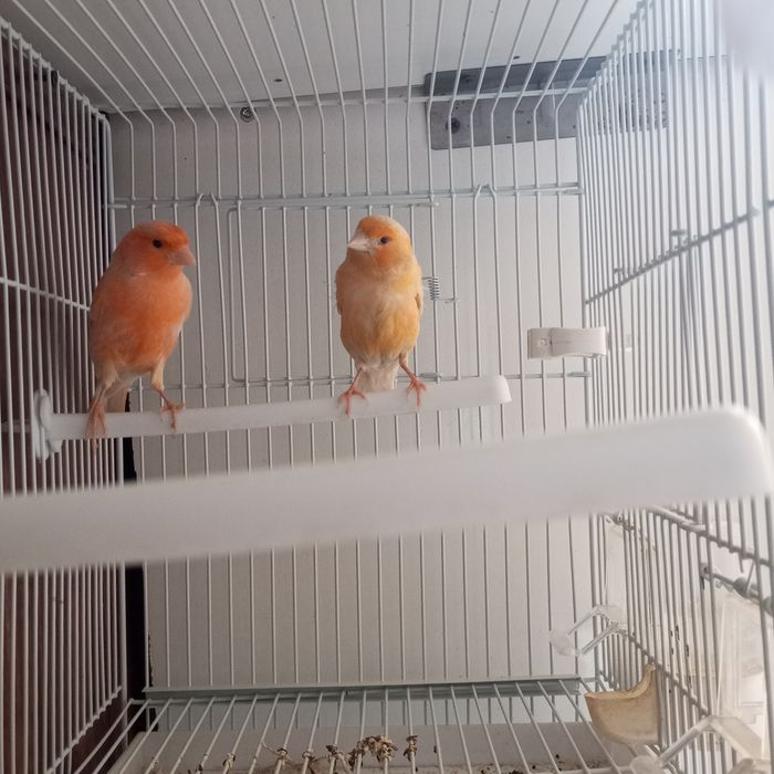 Нар мода канарейкала сотилади мода бир марта ишланган нар 9 ойлик