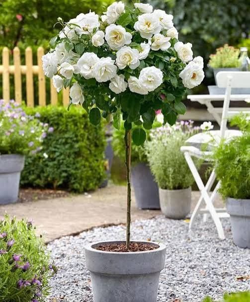 Trandafiri Pomișor la Ghiveci