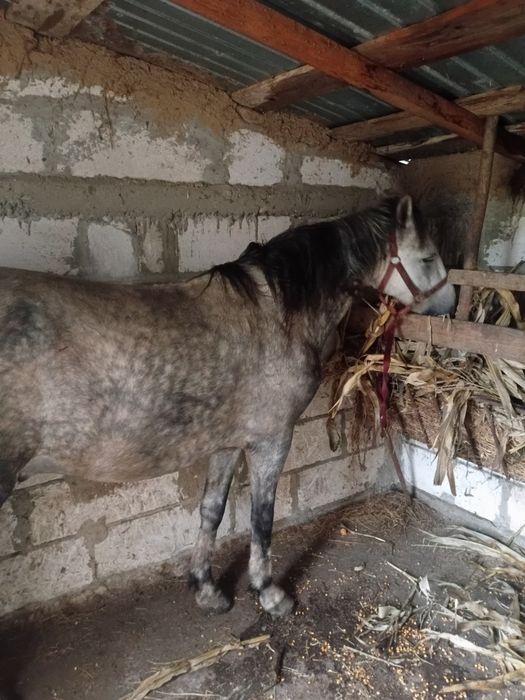 Vând cal vârstă 5 ani cuminte