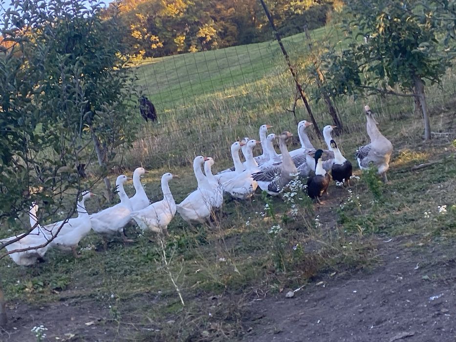 Vand gâste la bucata minim 5 sau toate odata