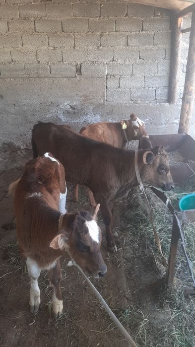 бузаулар сатылымда