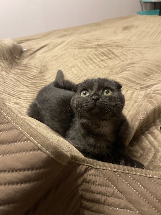 Отдам вислоухую кошечку в добрые руки