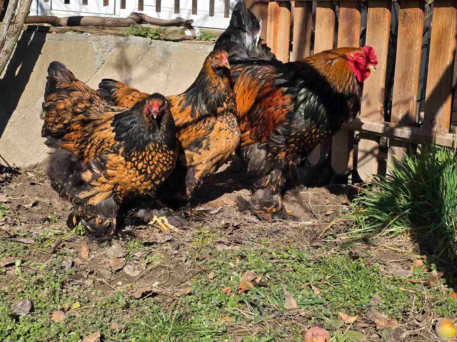 Продавам разплодни яйца от Златно кантирана Брама/Gold Laced Brahma