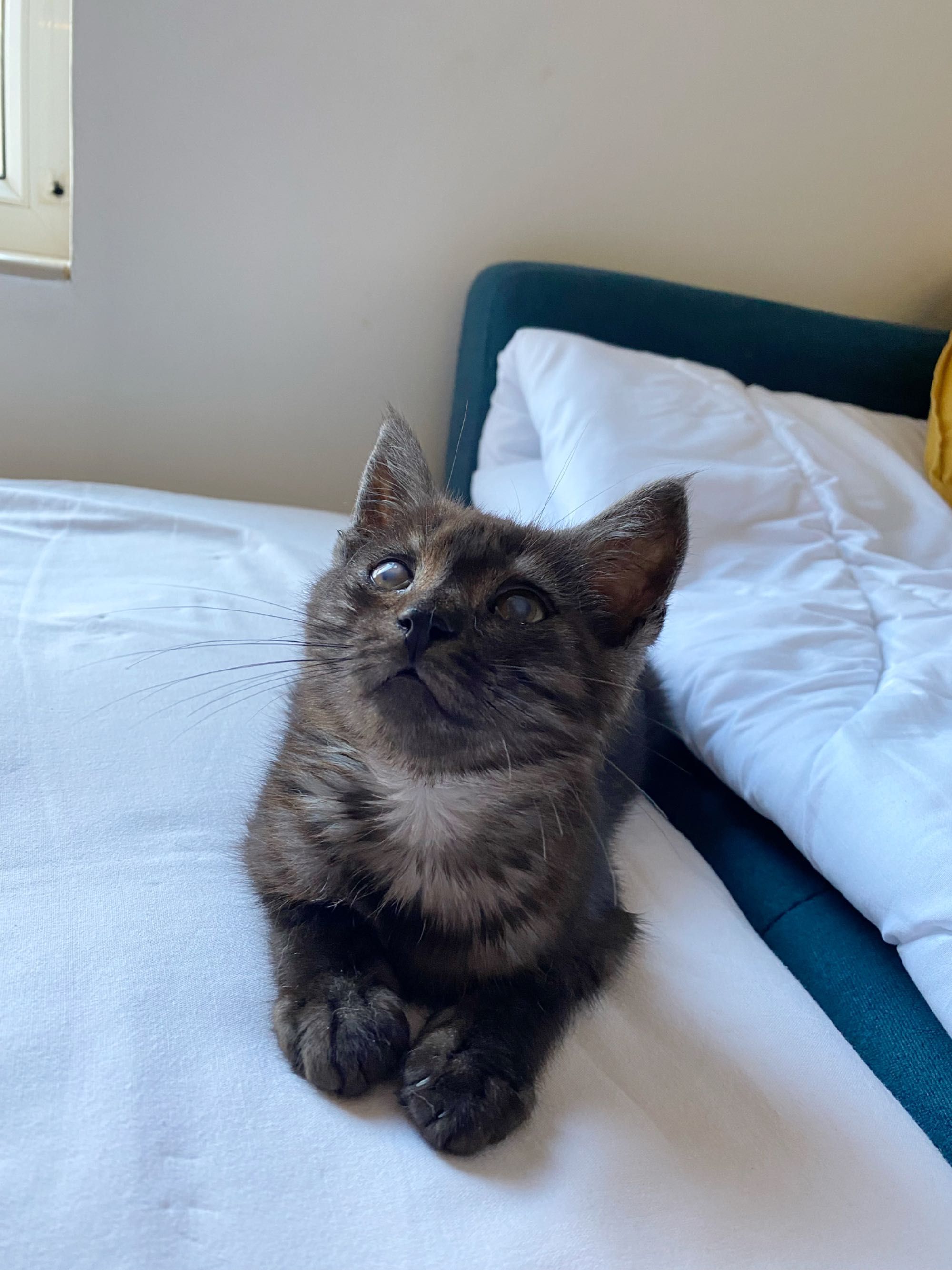 Коте  момче 2 месеца
