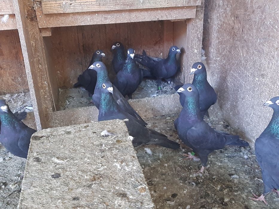 Vand porumbei voiajori