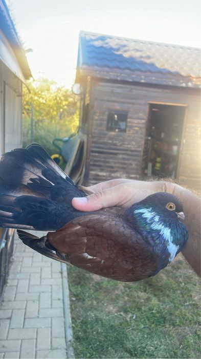 Porumbei Orbetean Romanesc