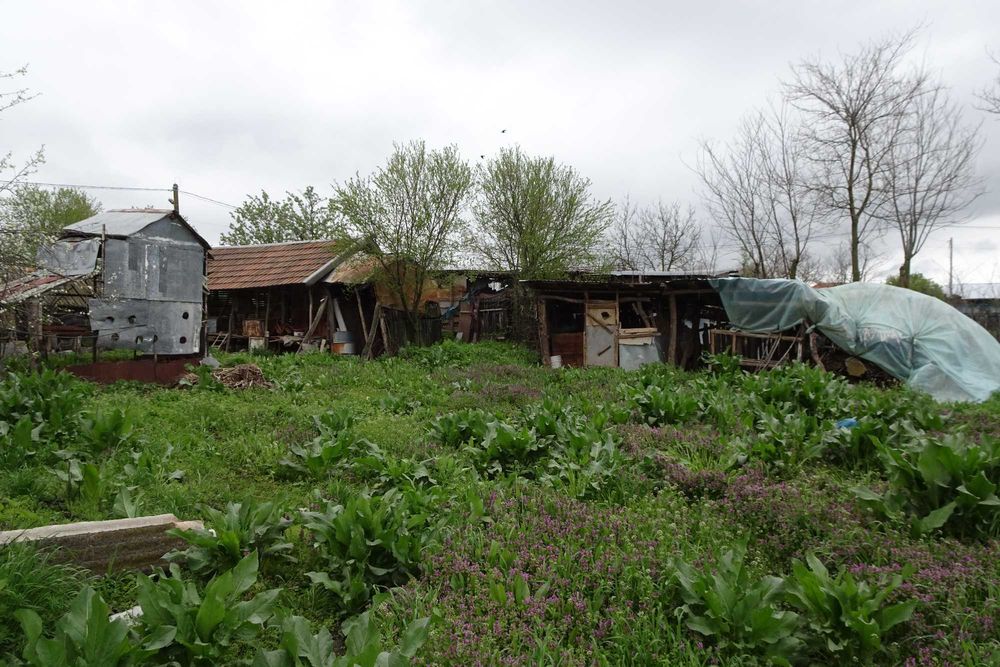 Casa batraneasca cu gradina,  suprafata 2.000m2