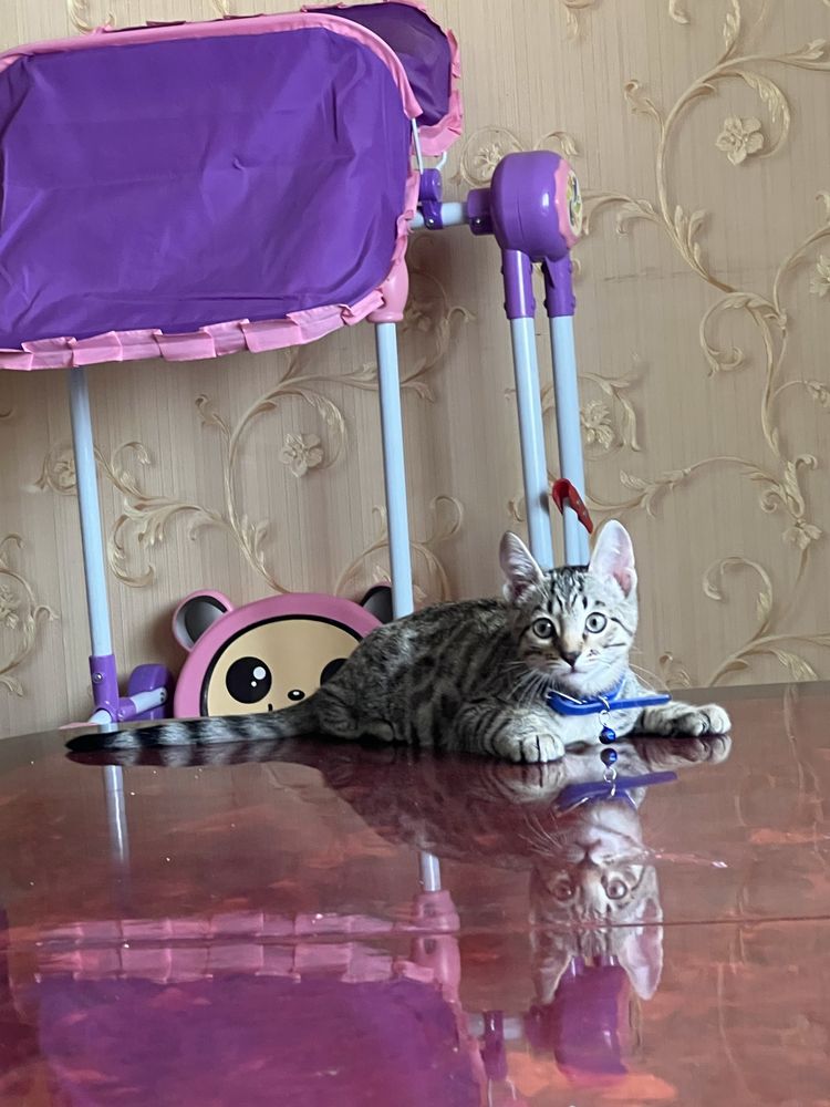 Бингальский Кот