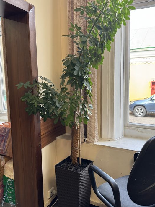 Комнатное растение Шеффлера 182см