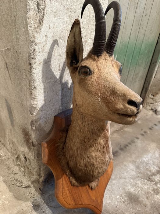 Продавам препарирана коза