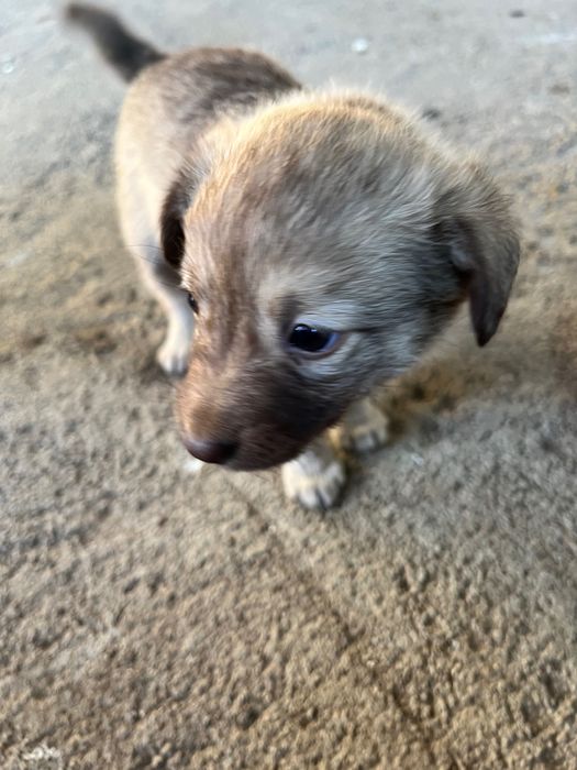 Подарявам три малки кученца на 1 месец