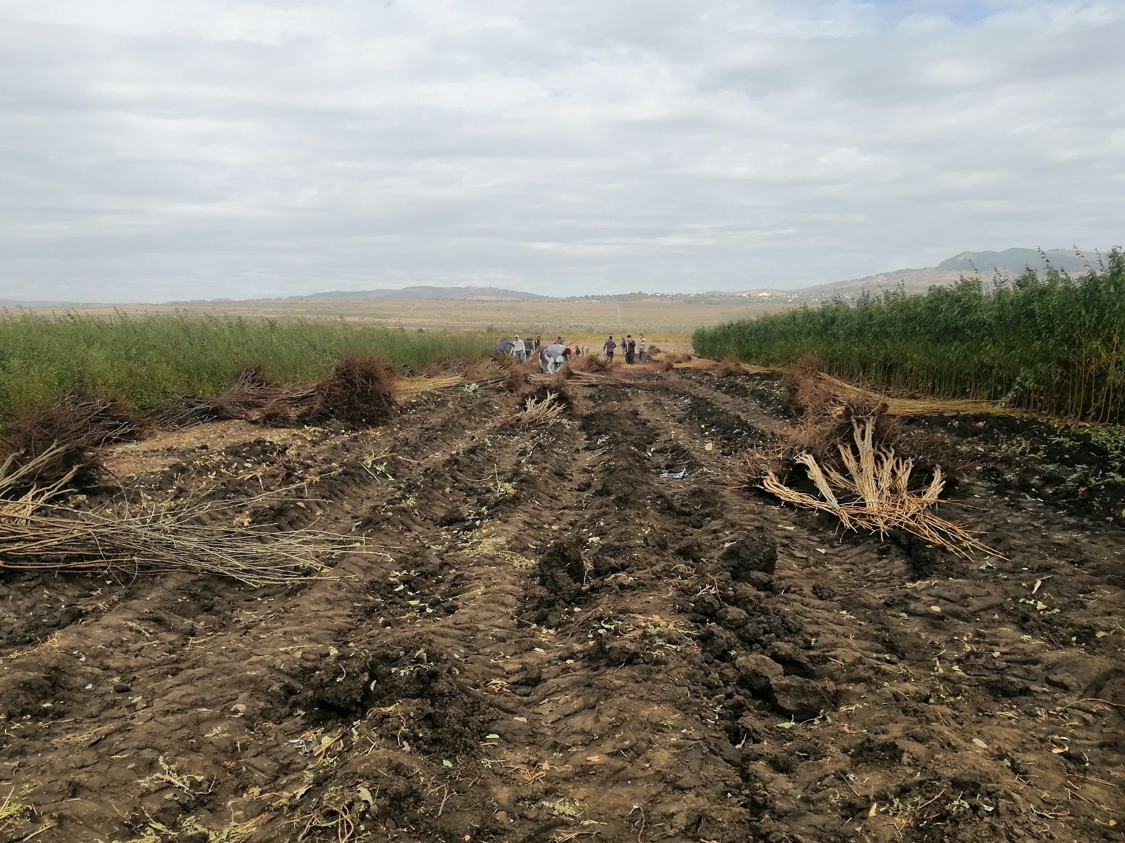 Pomi fructiferi direct de la producător