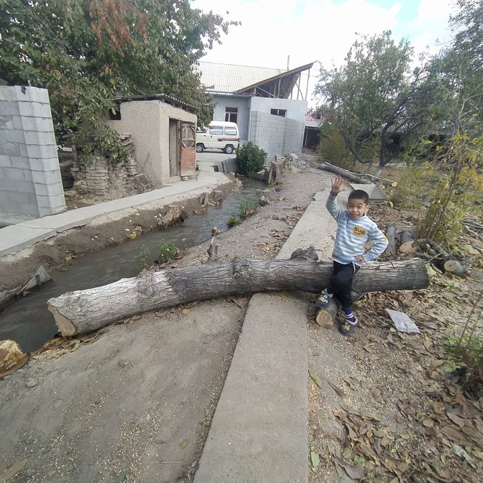 Yongʻoq daraxti kesilgan