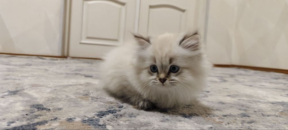 Сладкие котята в самые лучшие руки