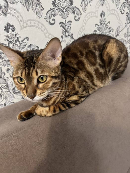 Продам бенгальскую кошечку.