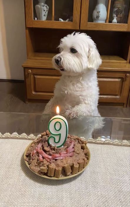 Ma ocup cu ingrijirea animalelor de companie