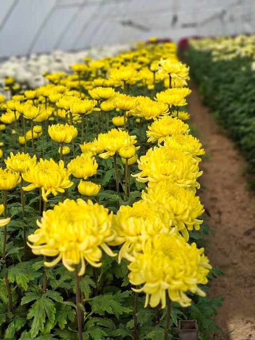 Vand Crizantema en-gros