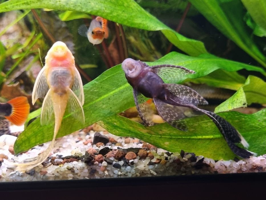 Pesti acvariu guppy toxido, ancistrusi, xifori