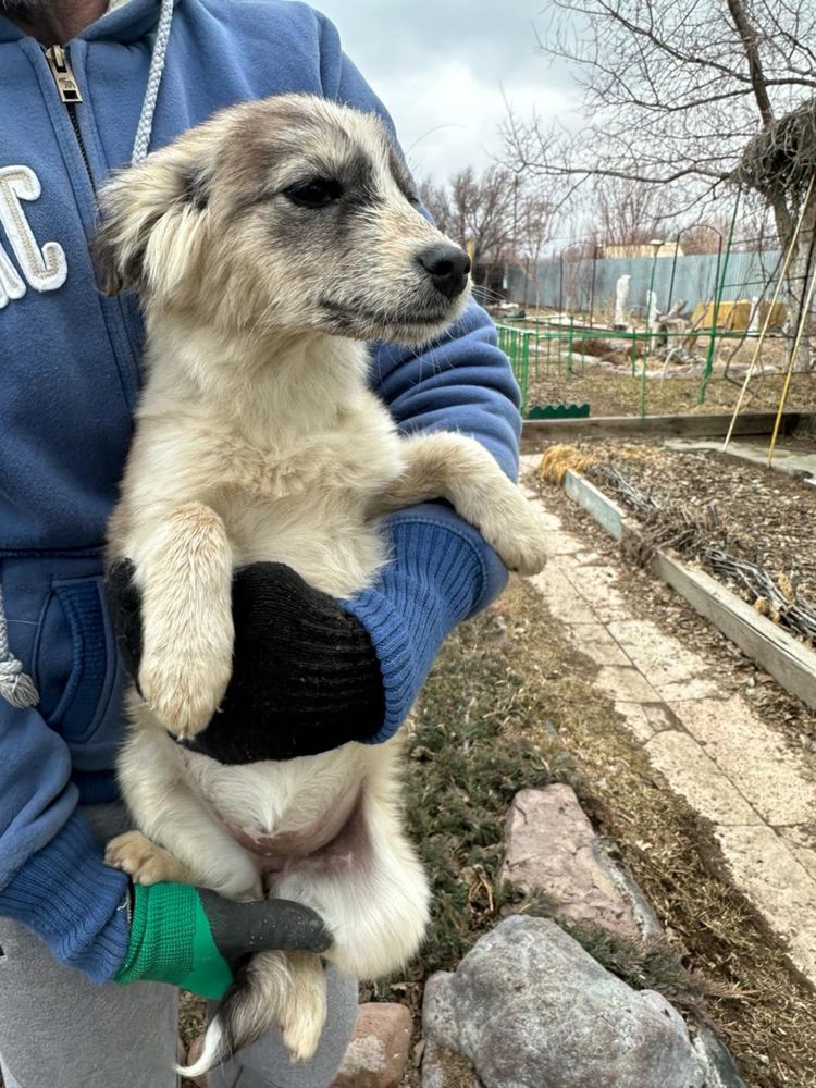 Отдадим щенков в хорошие руки.