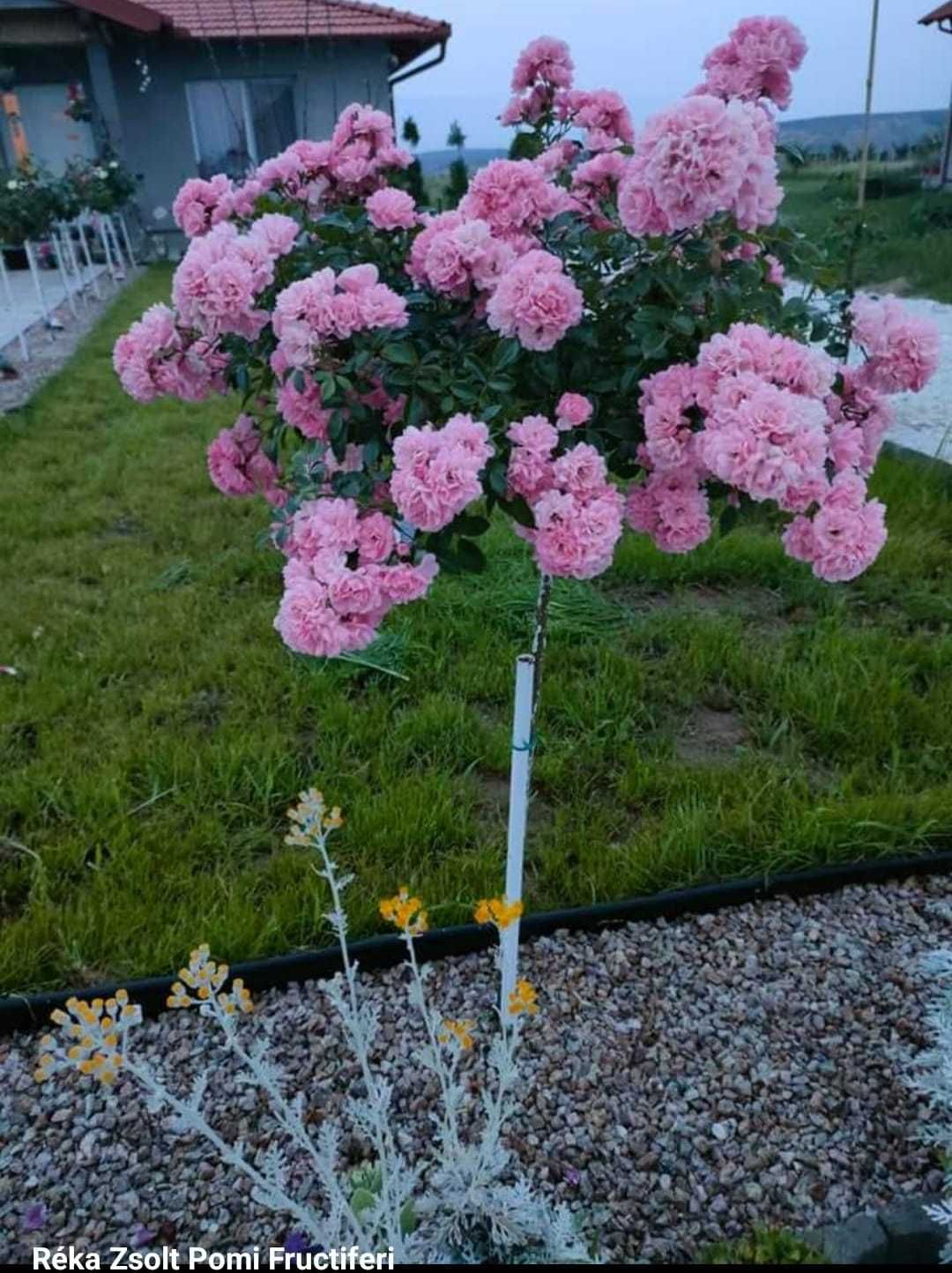 Trandafiri port inalt - plantam si livram in toata tara cu Fan Curier