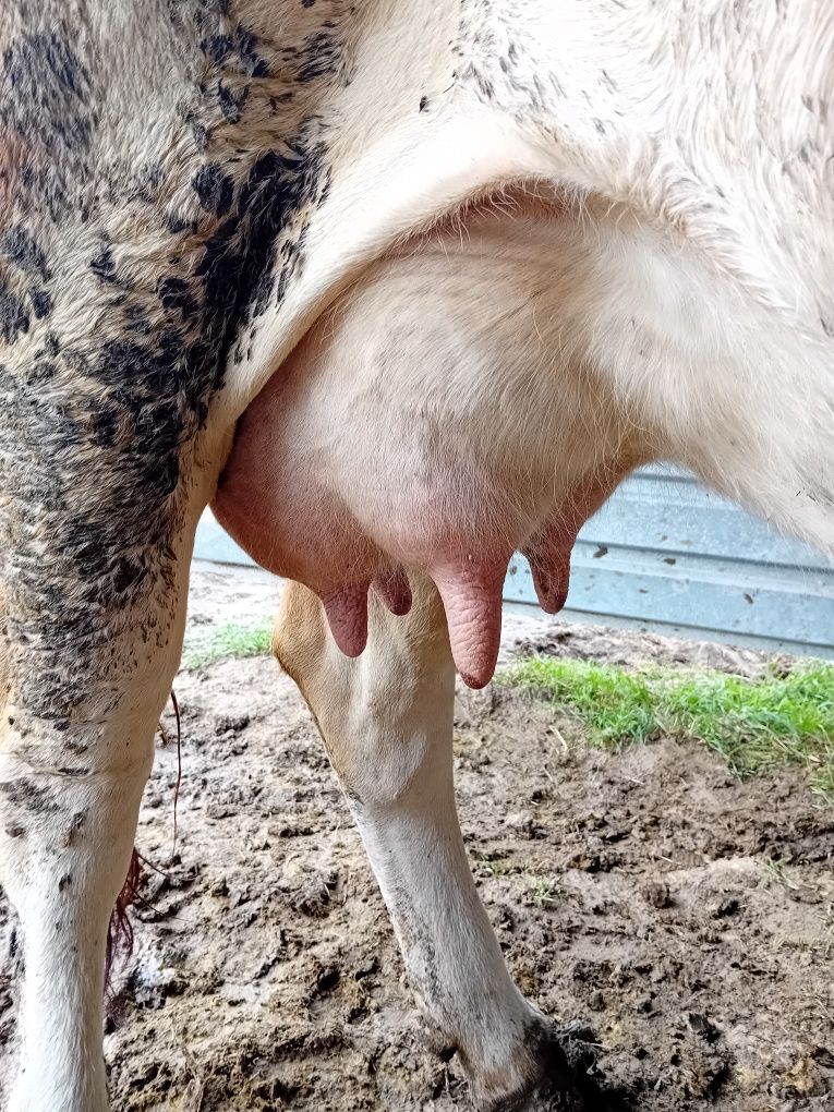 Vaca de 5 ani cu vitea de 1 luna
