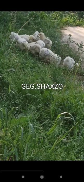 Gegant Qora shaxzoda toza qon Svetliviy BRAMMA jo'jalari bor 30 kunlid