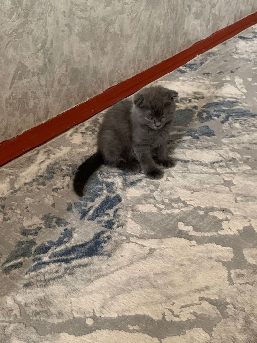 Кошка Skottish Fold мальчик