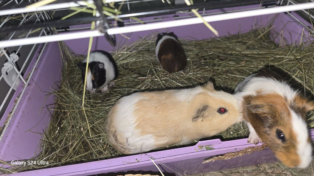 Porcusori de guineea