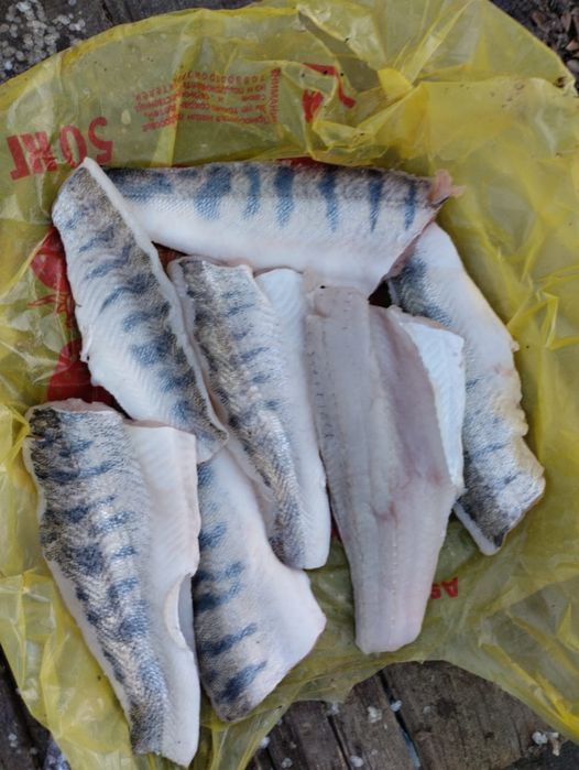 Судак свежие 1 штук 450 тг филе және фарш 1 кг 2000 тг