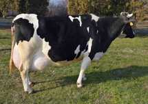 Vaca baltata romaneasca