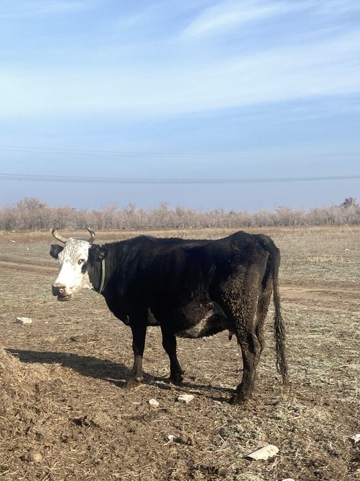 Семыз кара мал сатамын