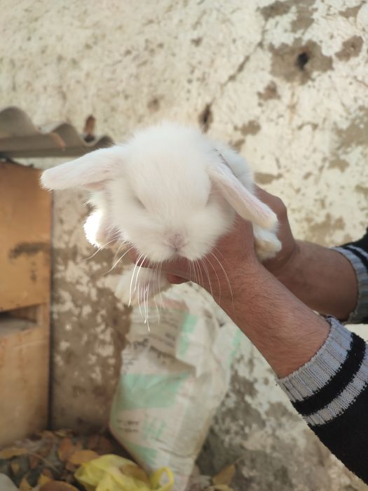 Pastda nomerga aloqaga chiqamiz