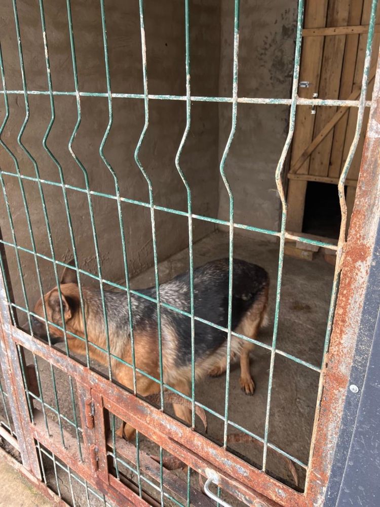 Продам щенков немецкой овчарки