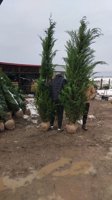 Leylandii 2.5m- 3m gard viu/ gazon rulou sport/ calitate premium