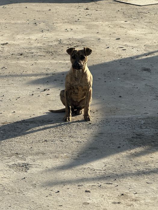 Питбуль самка 3месяц
