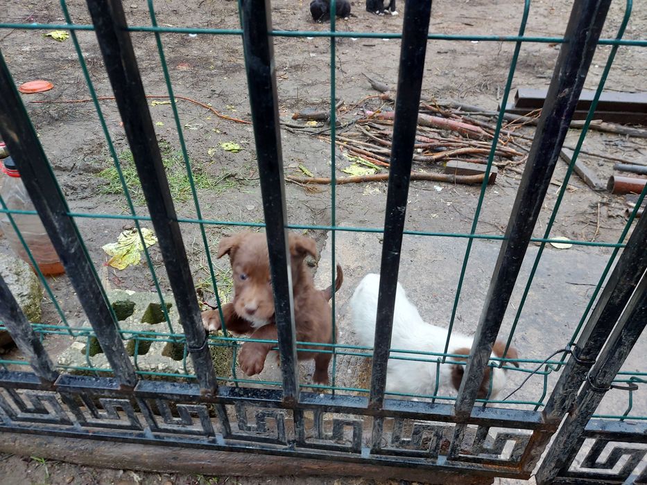 Donez catelusi jucausi