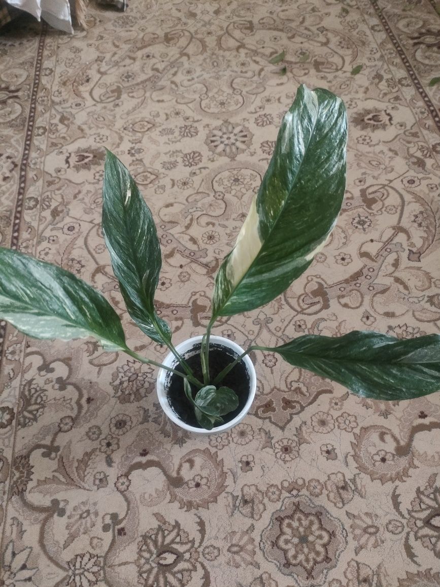 Продам спатифилиум Домино
