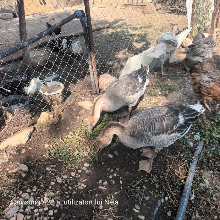 Gaste crescute bio cauta alta casa